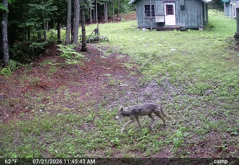 campwolf510.jpg