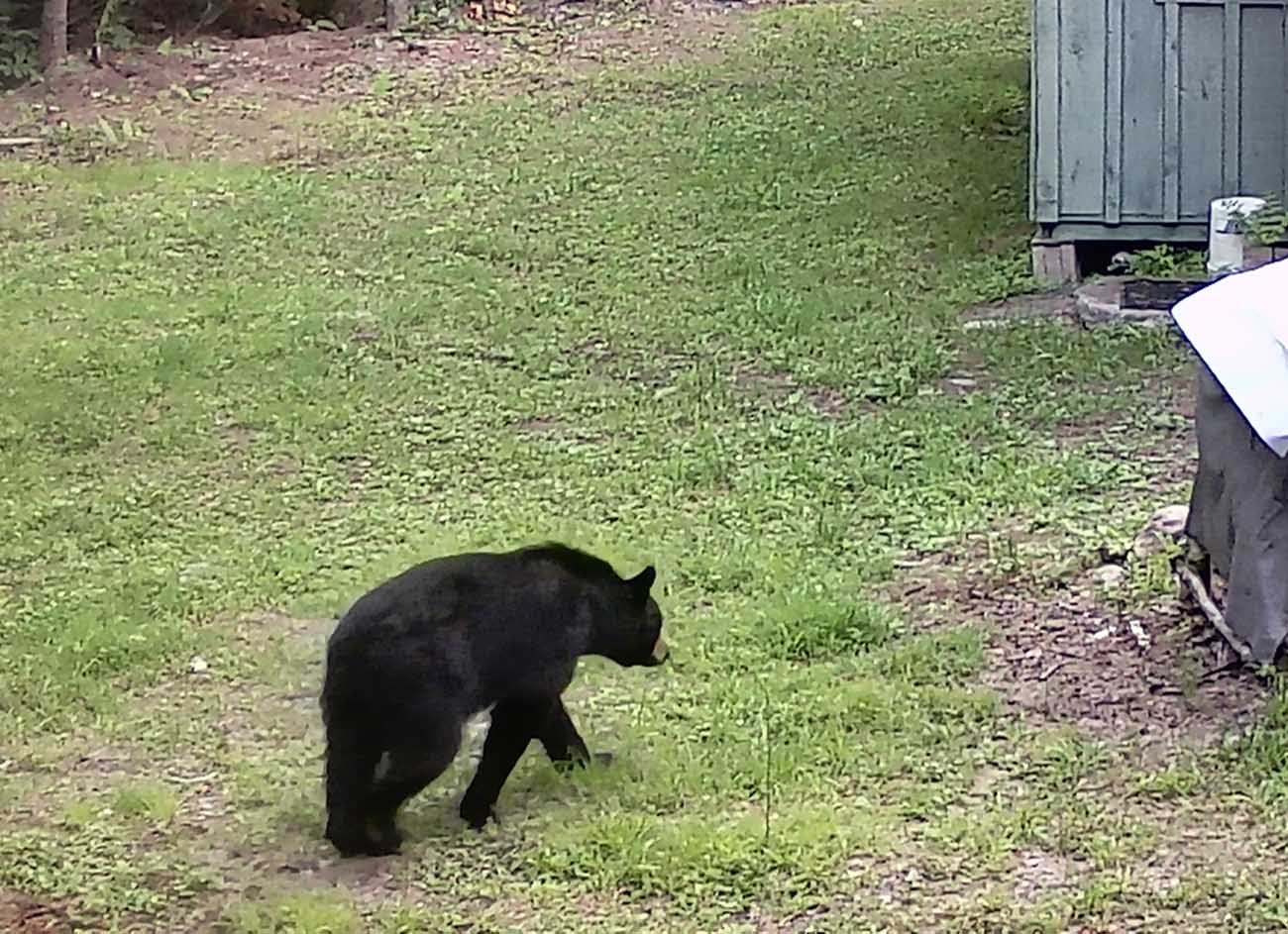 campbear0207.jpg