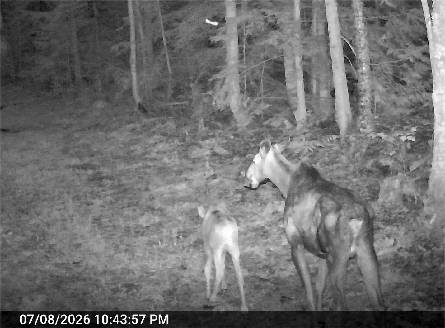 campmoosecalve032.webp