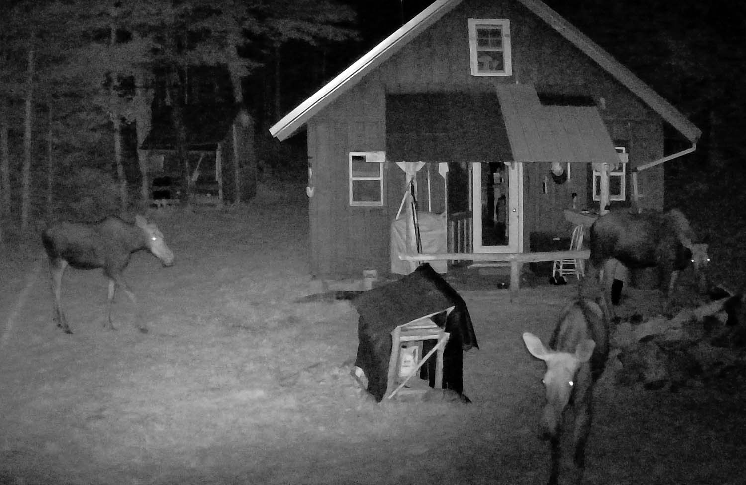 campmoosethree079.jpg