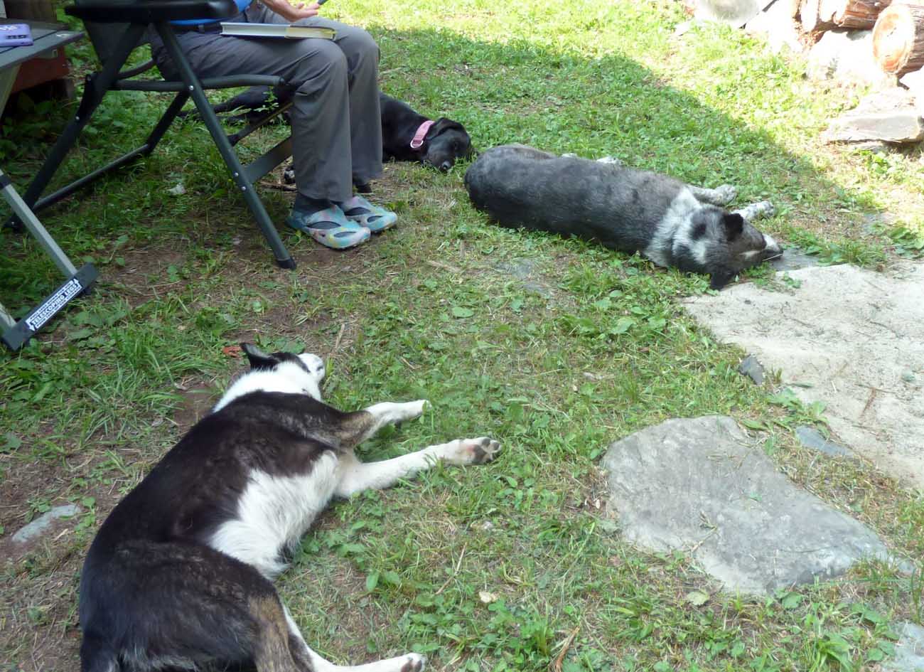 campdogssleep484.jpg