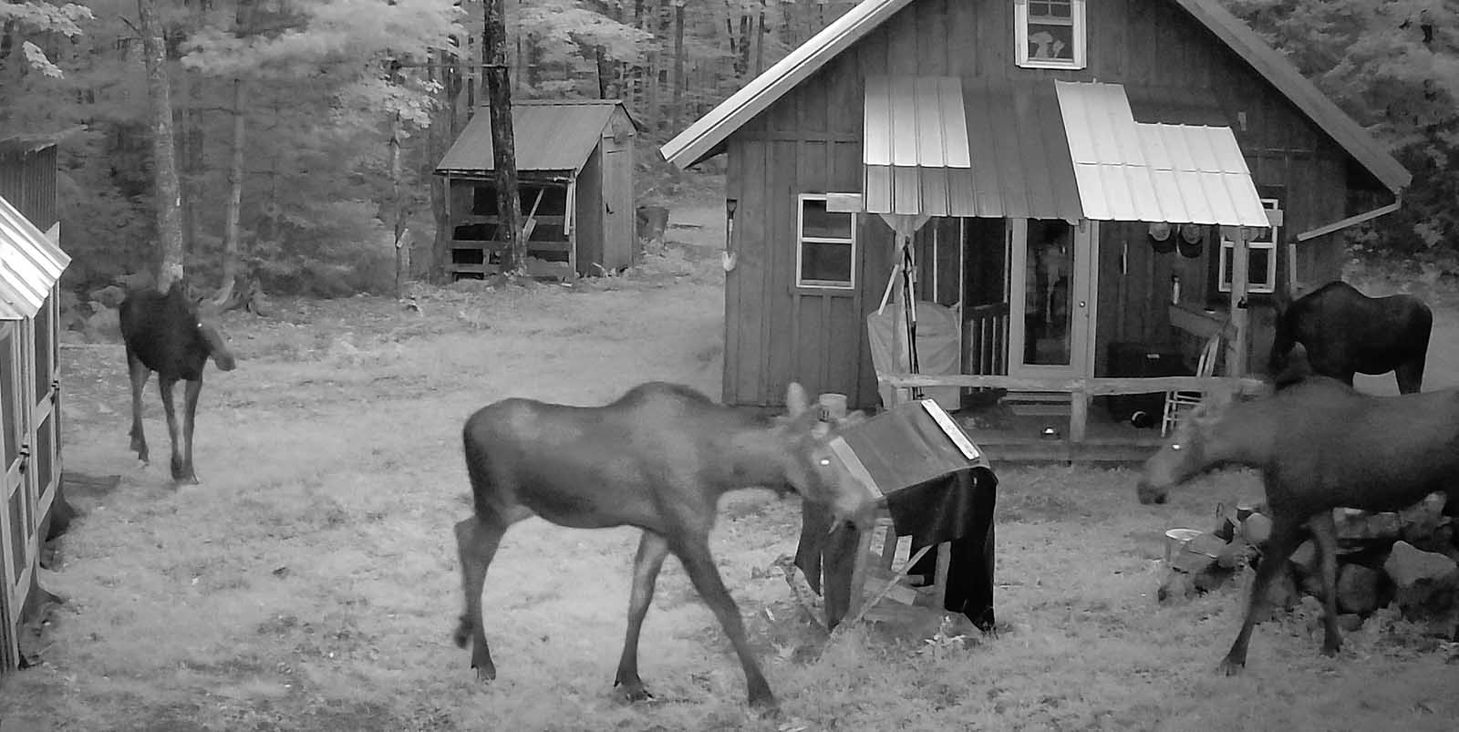 campmoosepack806.jpg