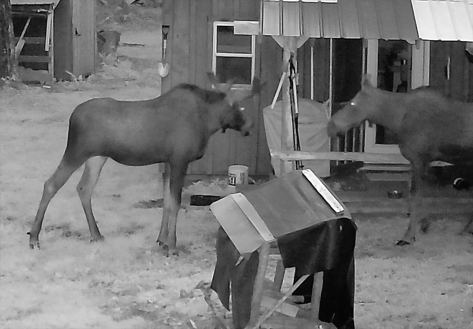 campmoosebull816.webp