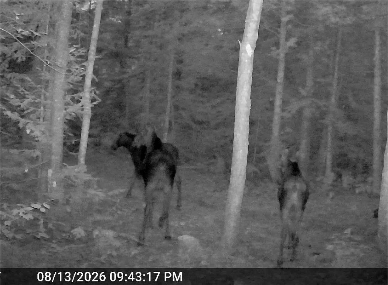 campmoose0015.webp