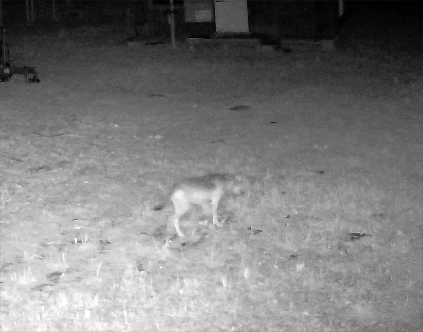 campwolf050.webp