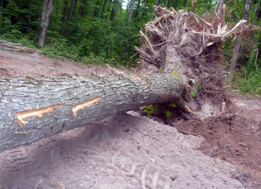 4066brtstump818.jpg