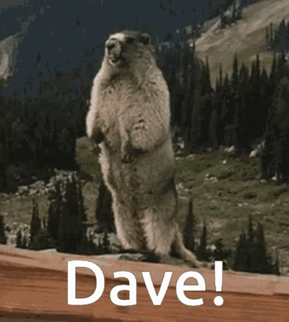 Dave.gif