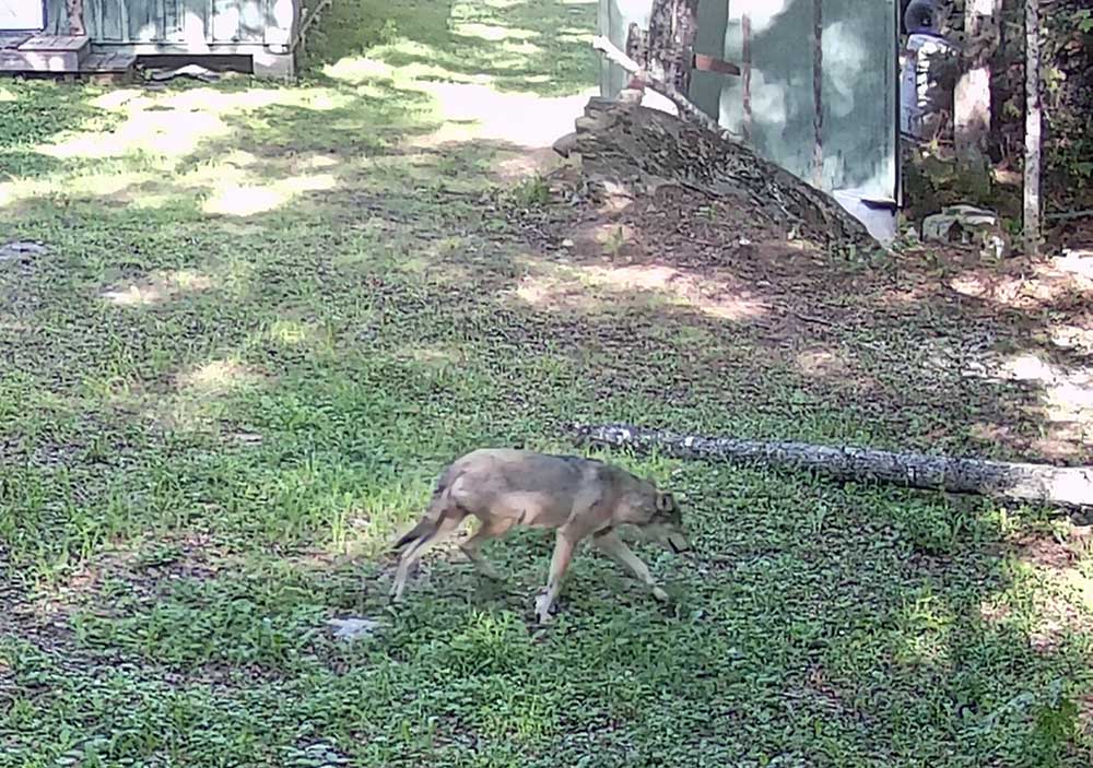 campwolf051.jpg