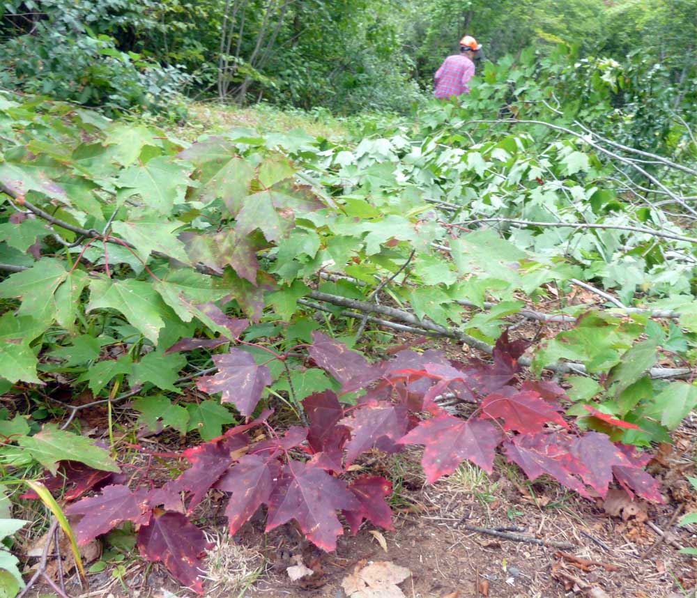 campfallcolor97.jpg