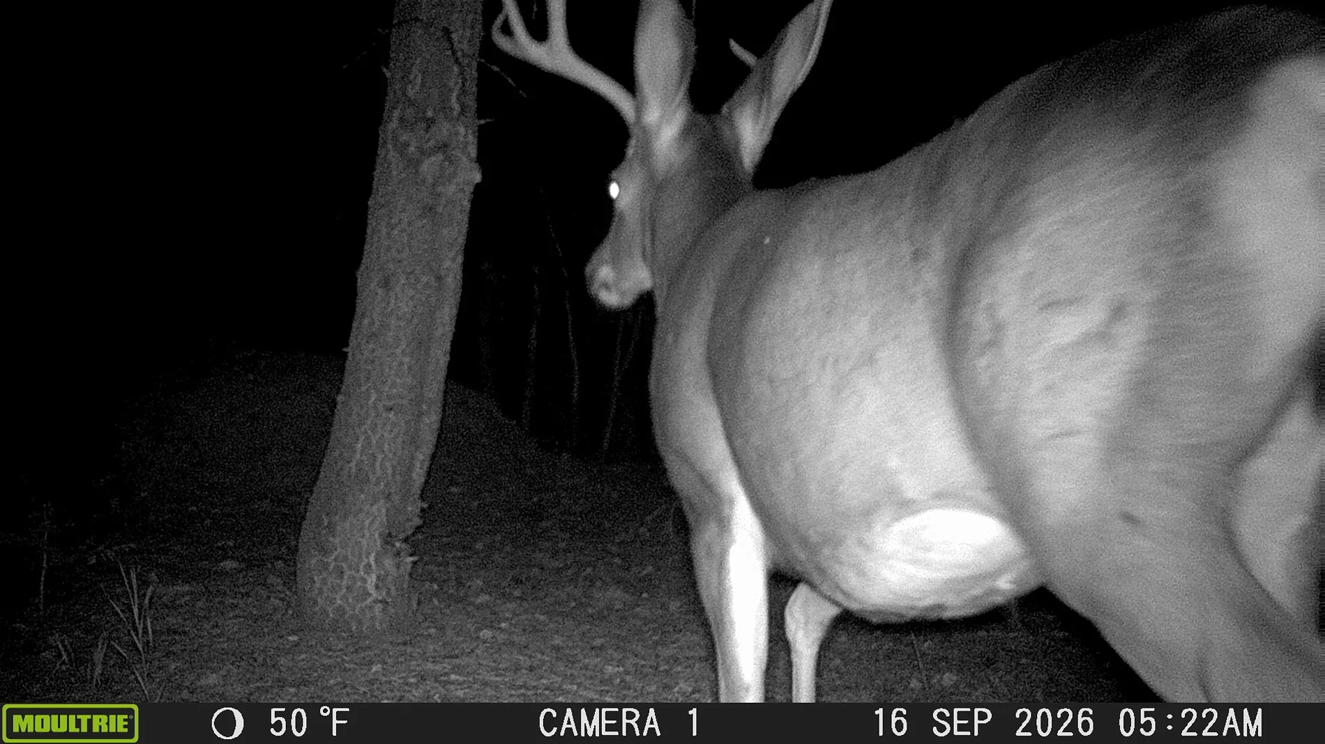 buck.webp