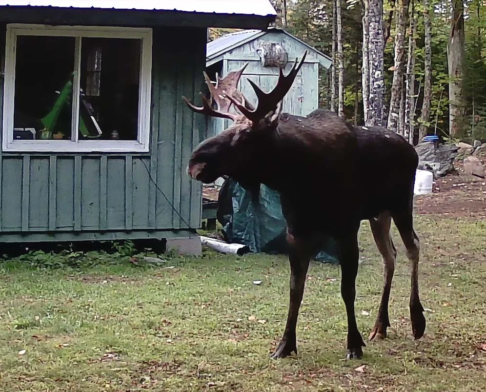 campmoosebull206.webp