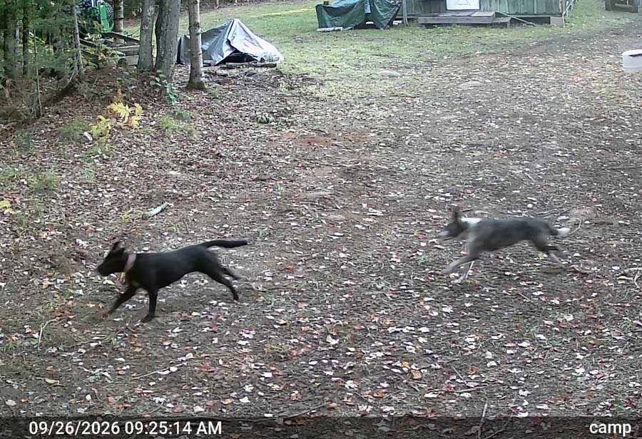 campdogs376.jpg