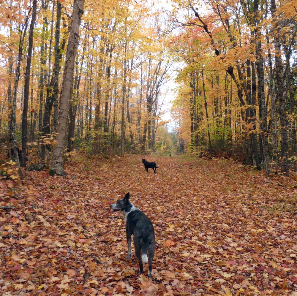 campfalldogs23.jpg