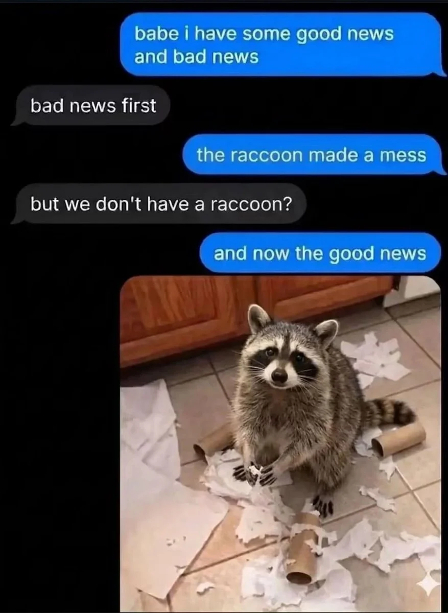 racoon.webp