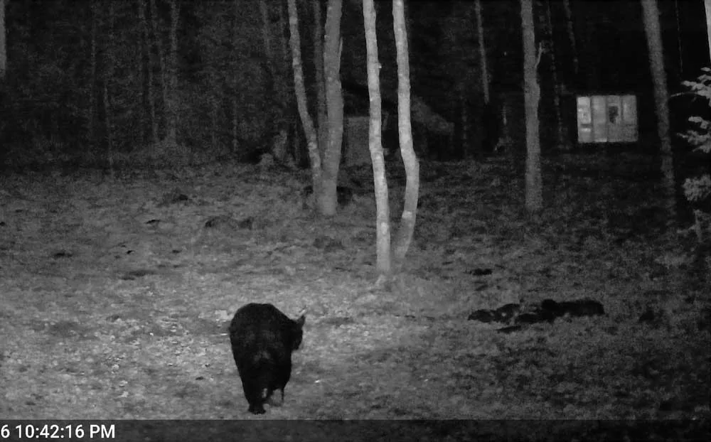 campbear616.webp