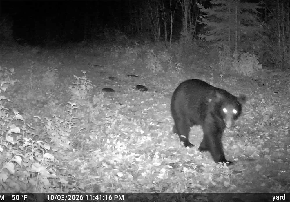 campbear04.webp