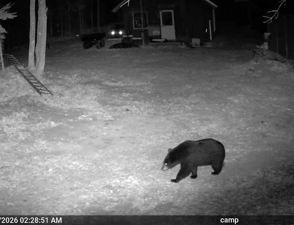 campbear303.webp