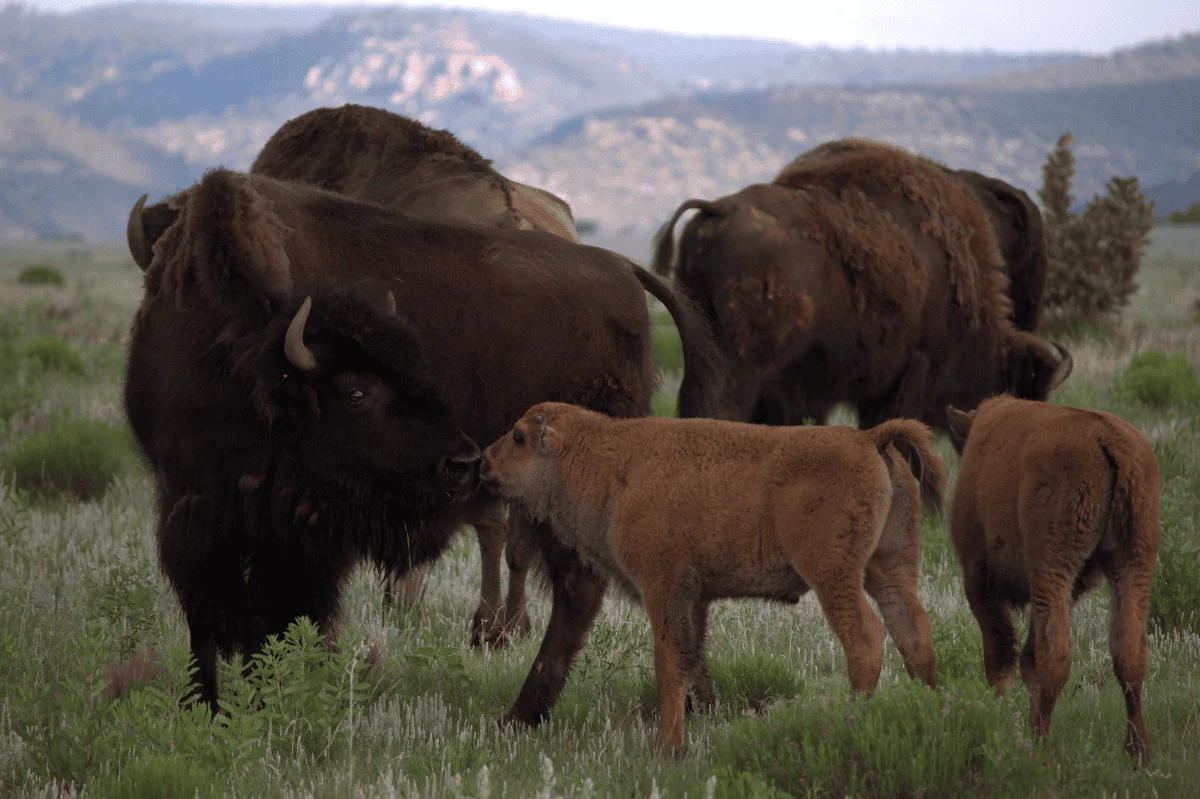 BuffCalf-1s.webp
