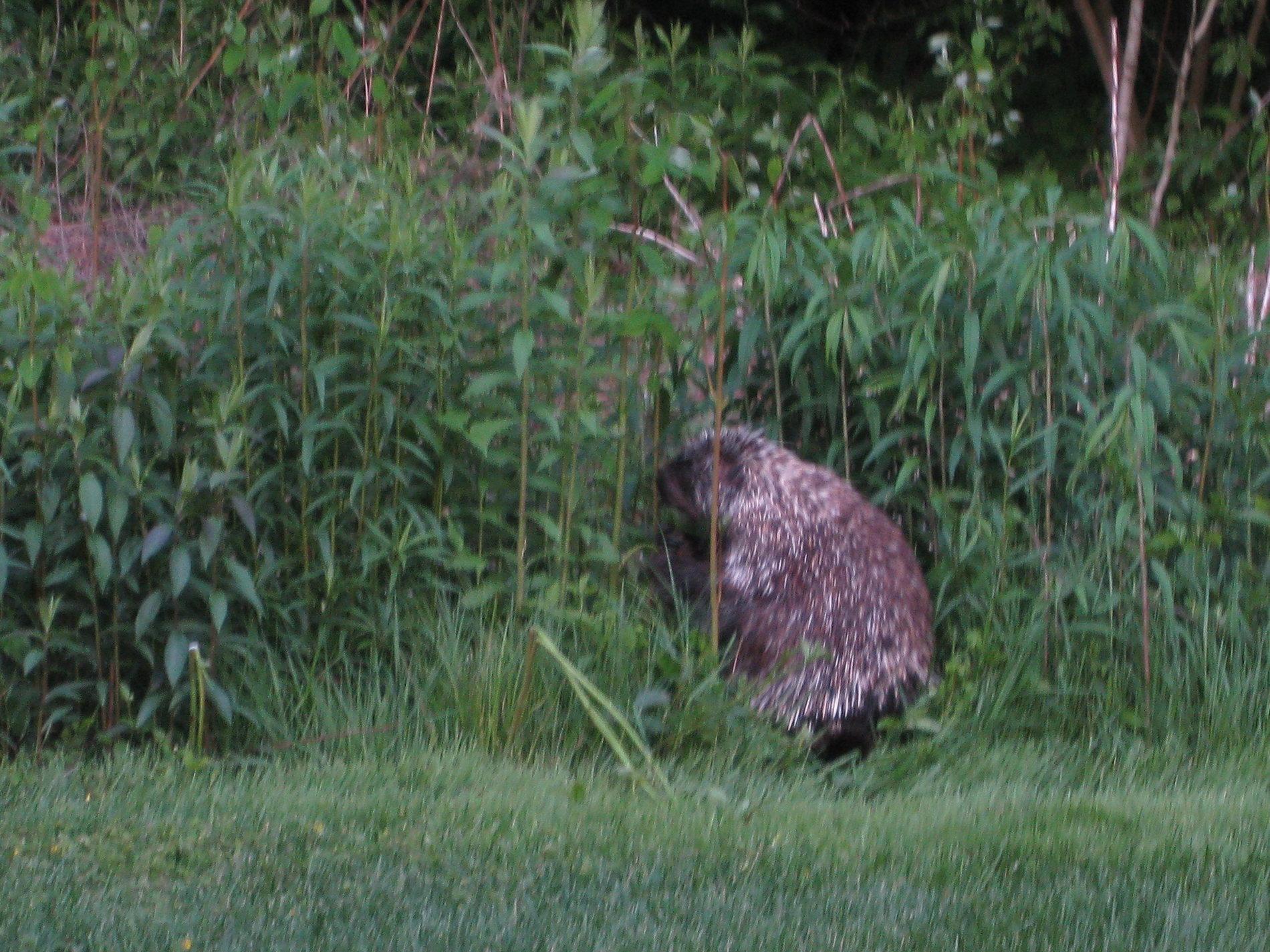 Porcupine.JPG