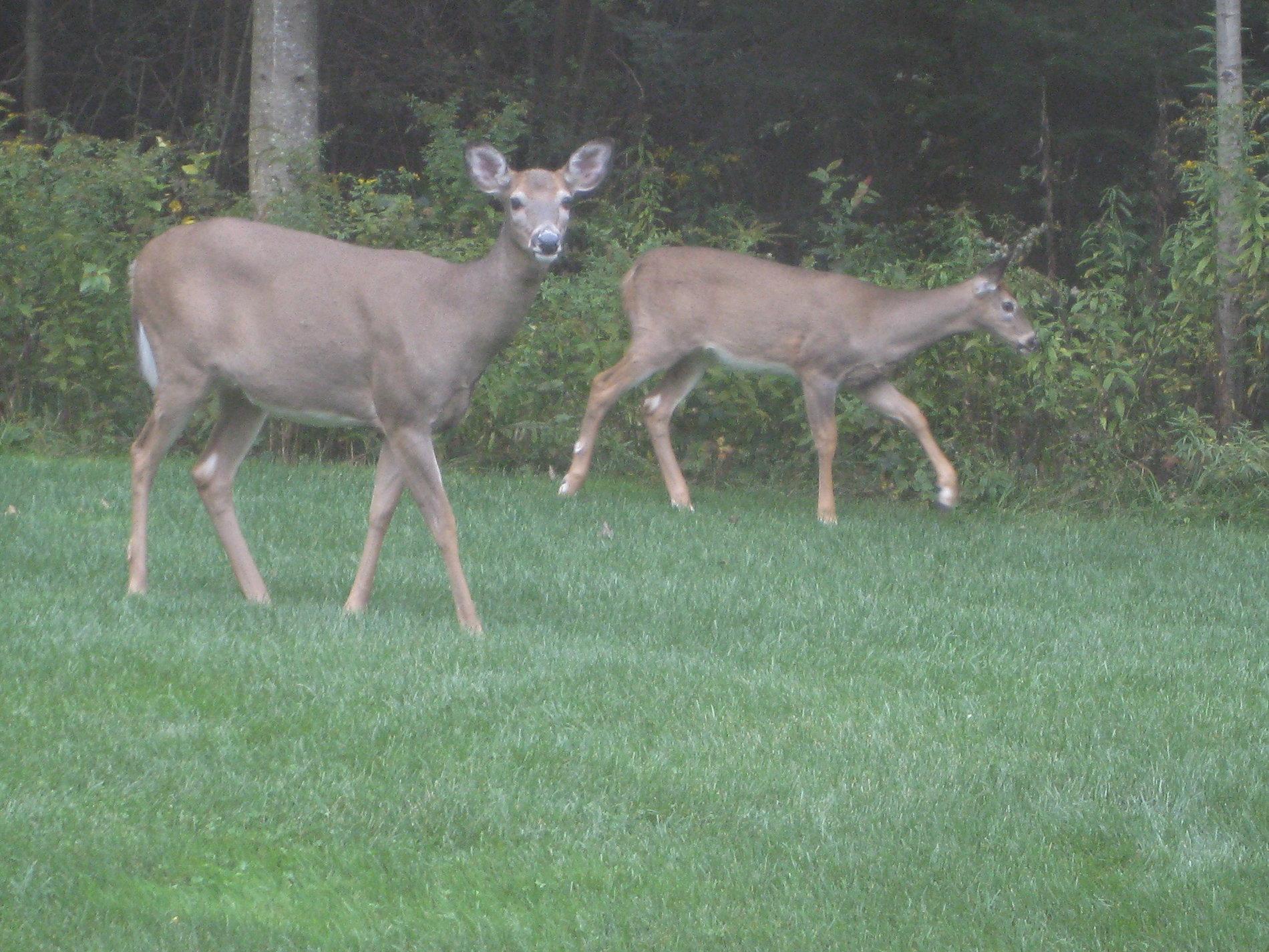 deer-5.JPG