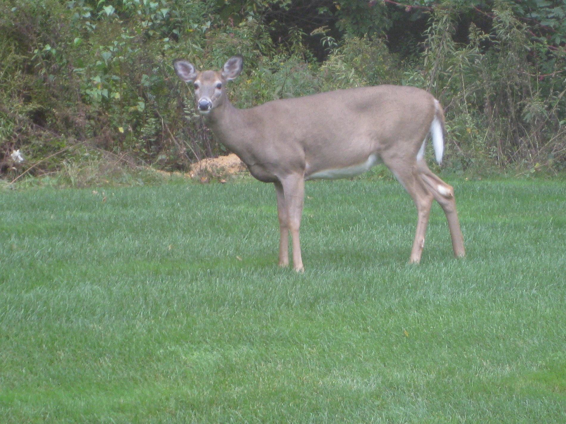 deer-6.JPG