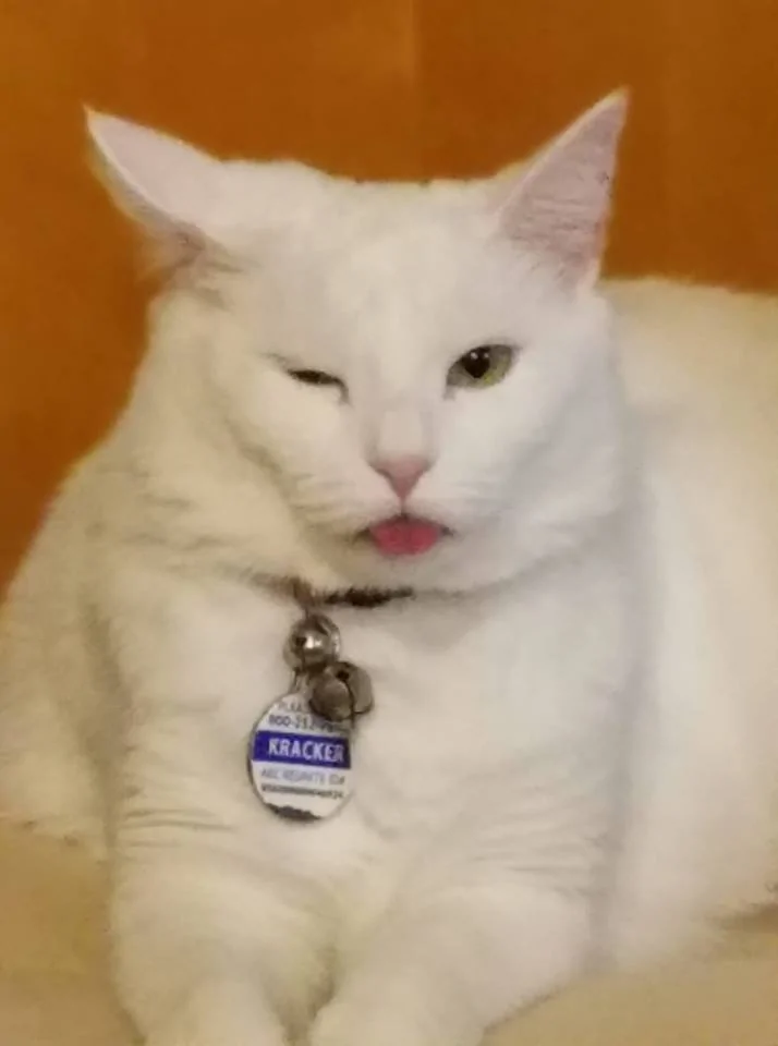 kitty drunk.webp