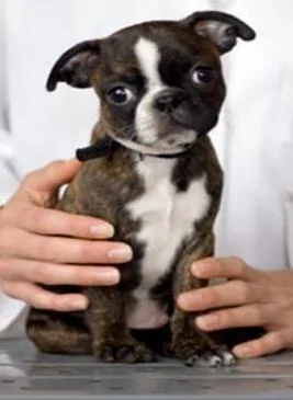 Vet_Use_1.webp