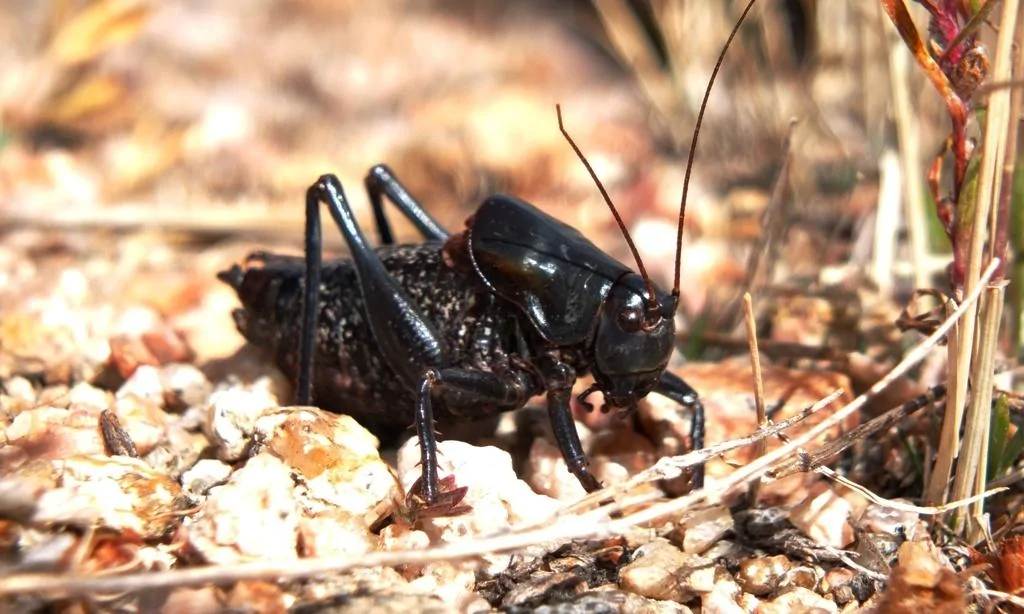 DSCF6130 Lubber Grasshopper.webp
