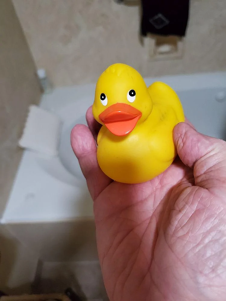 duck.webp