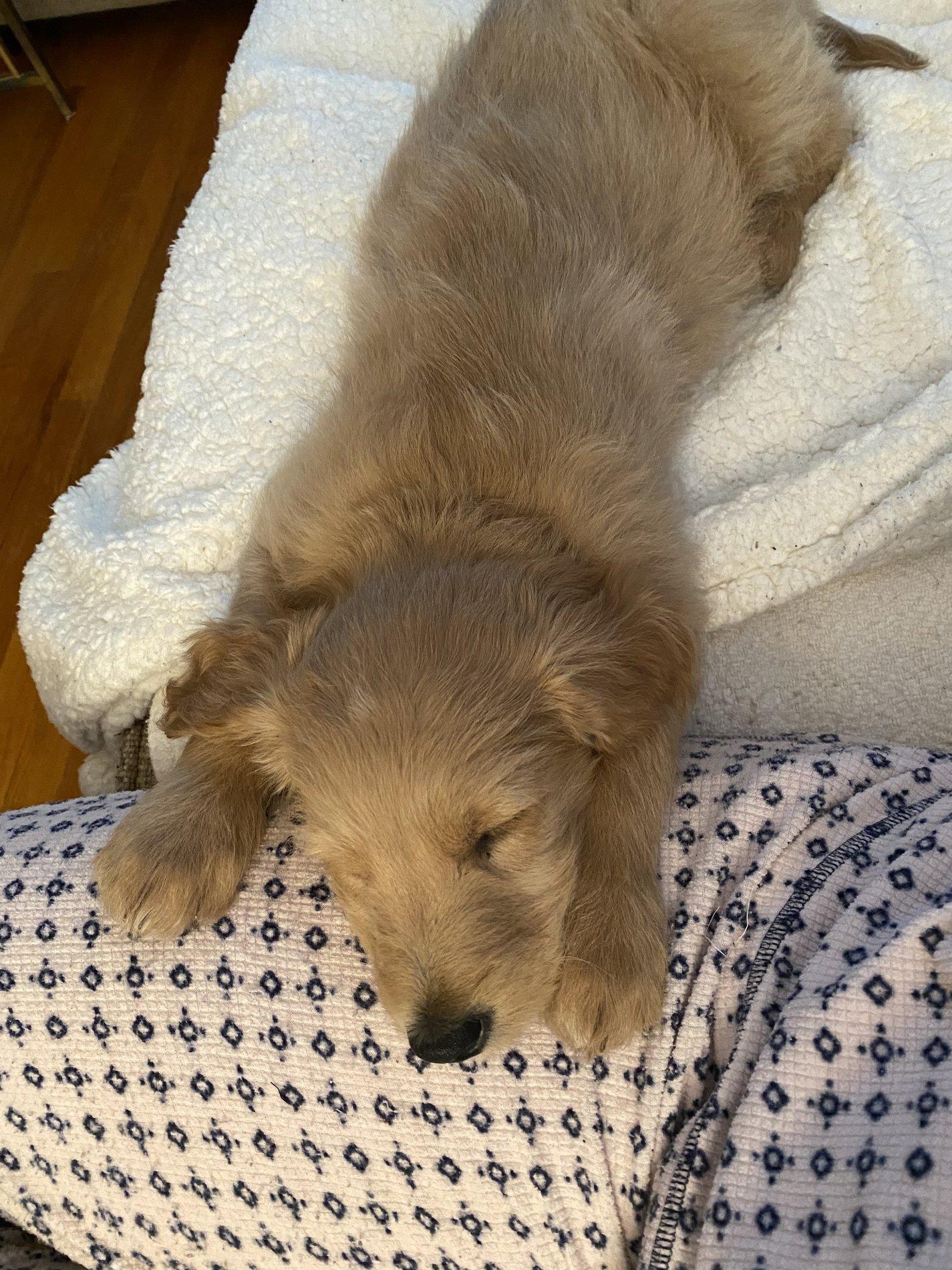 IMG_2339.jpeg