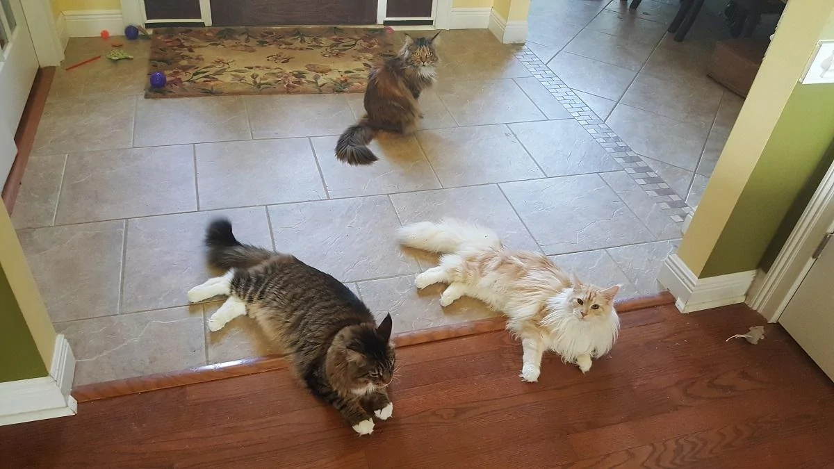 3-Coons-1.webp