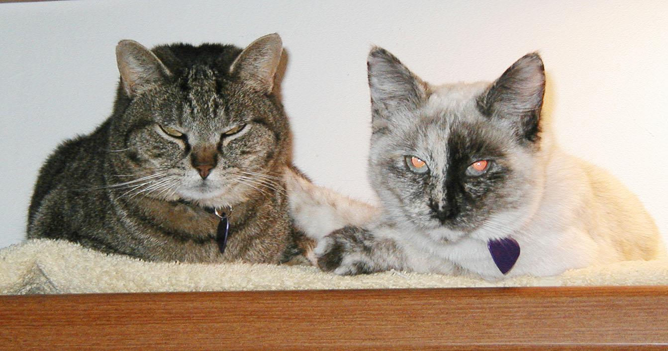 buddies.jpg