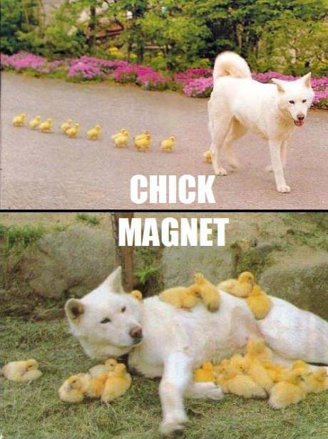 13 - Chick Magnet.jpg