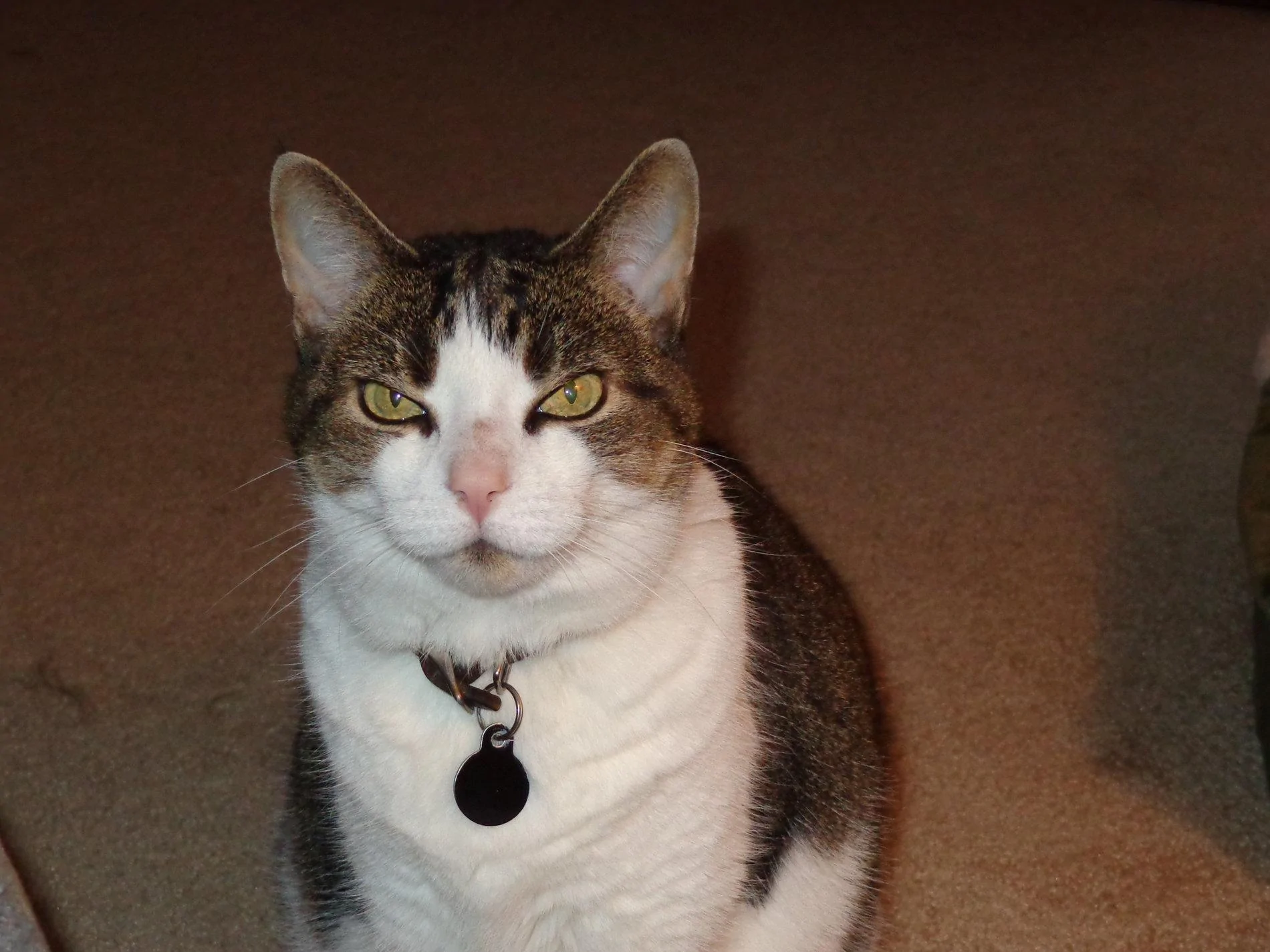 tigs.webp