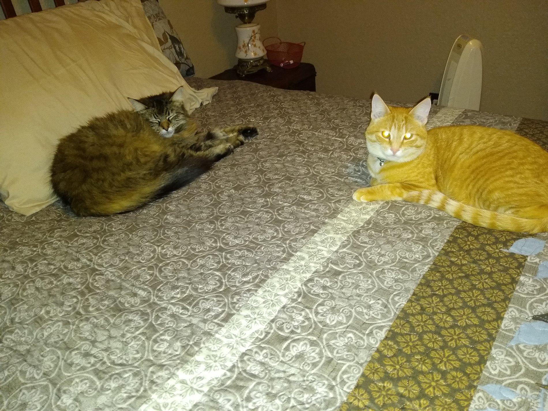 HarryandPepperIMG_20200217_100102870.jpg