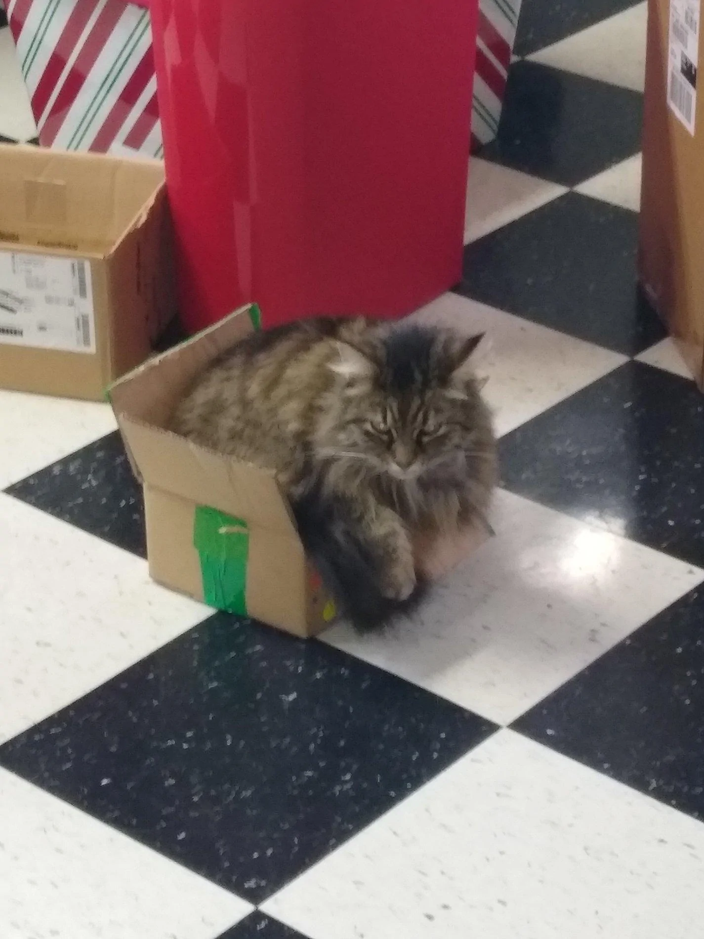 Pepper in a boxIMG_20200202_103033802.webp