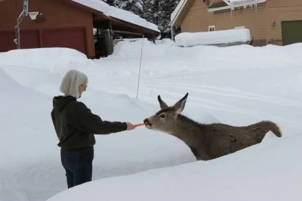 feed deer.webp