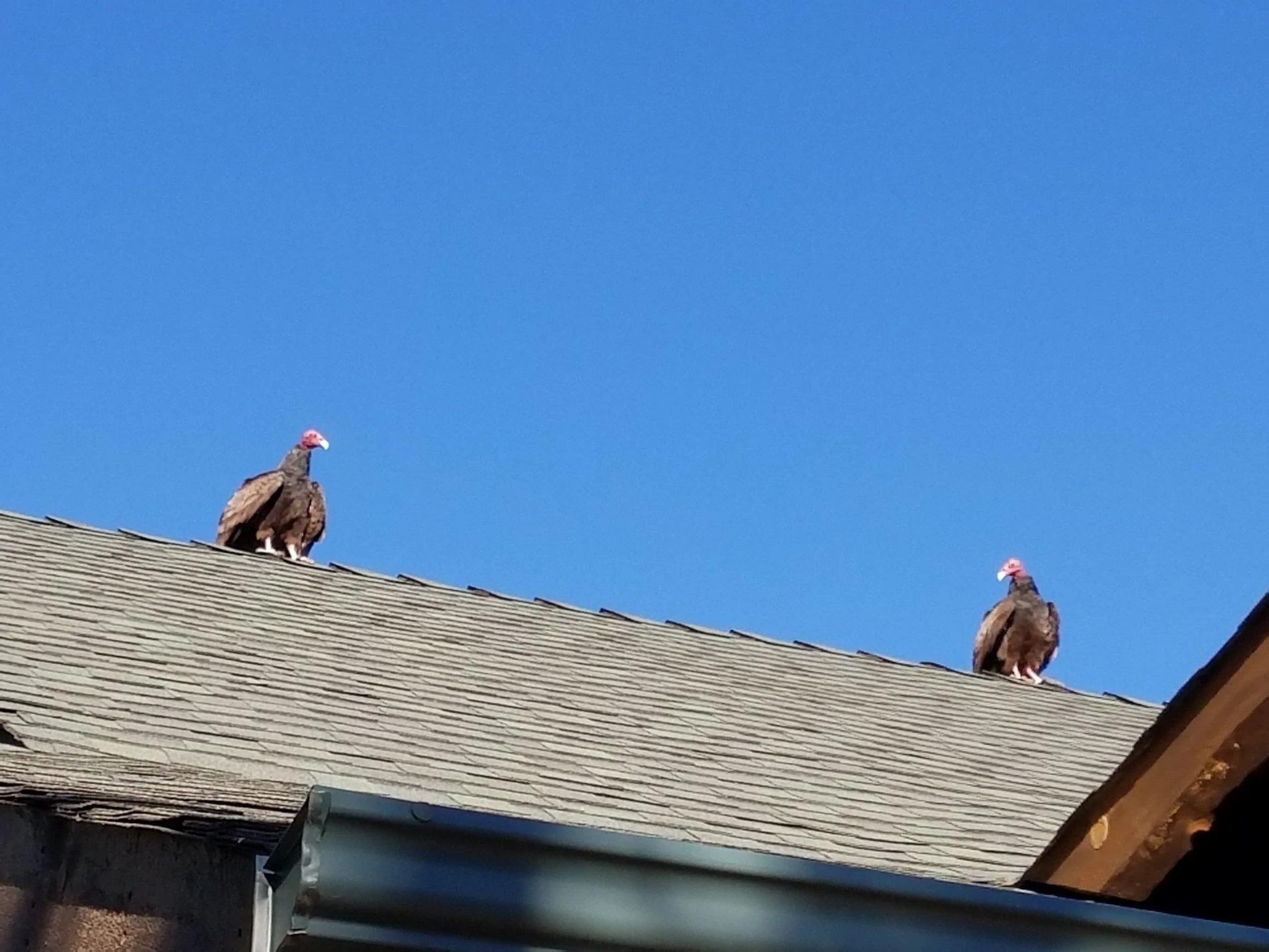 vultures 8.webp