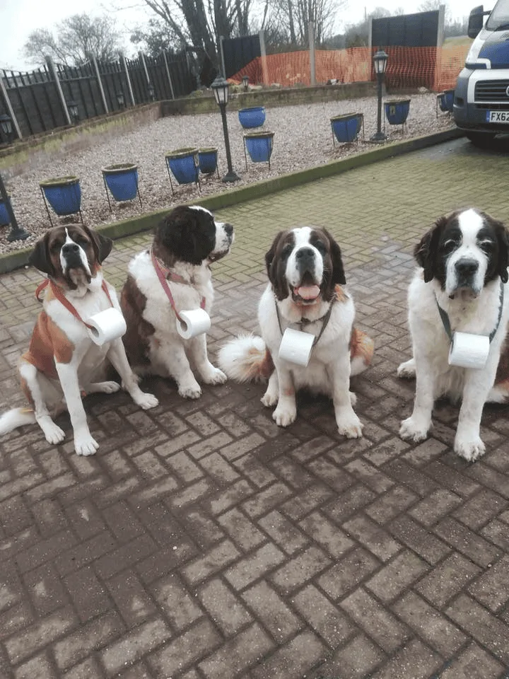 Rescuedogs.webp