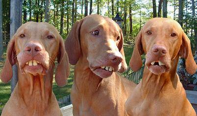 Redneck Dogs.jpg