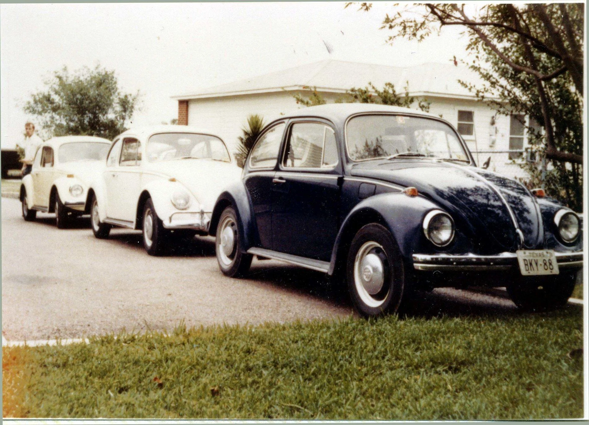 Beetles.jpg