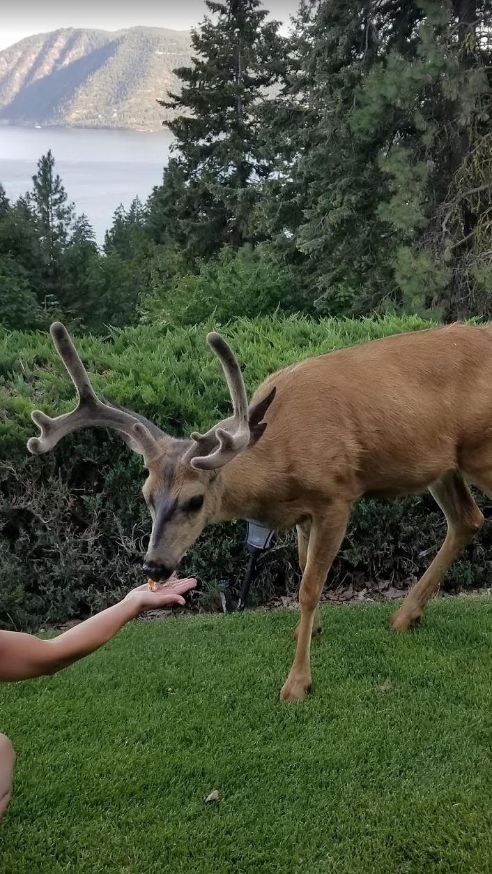 Deer.JPG