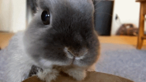 bunny.gif