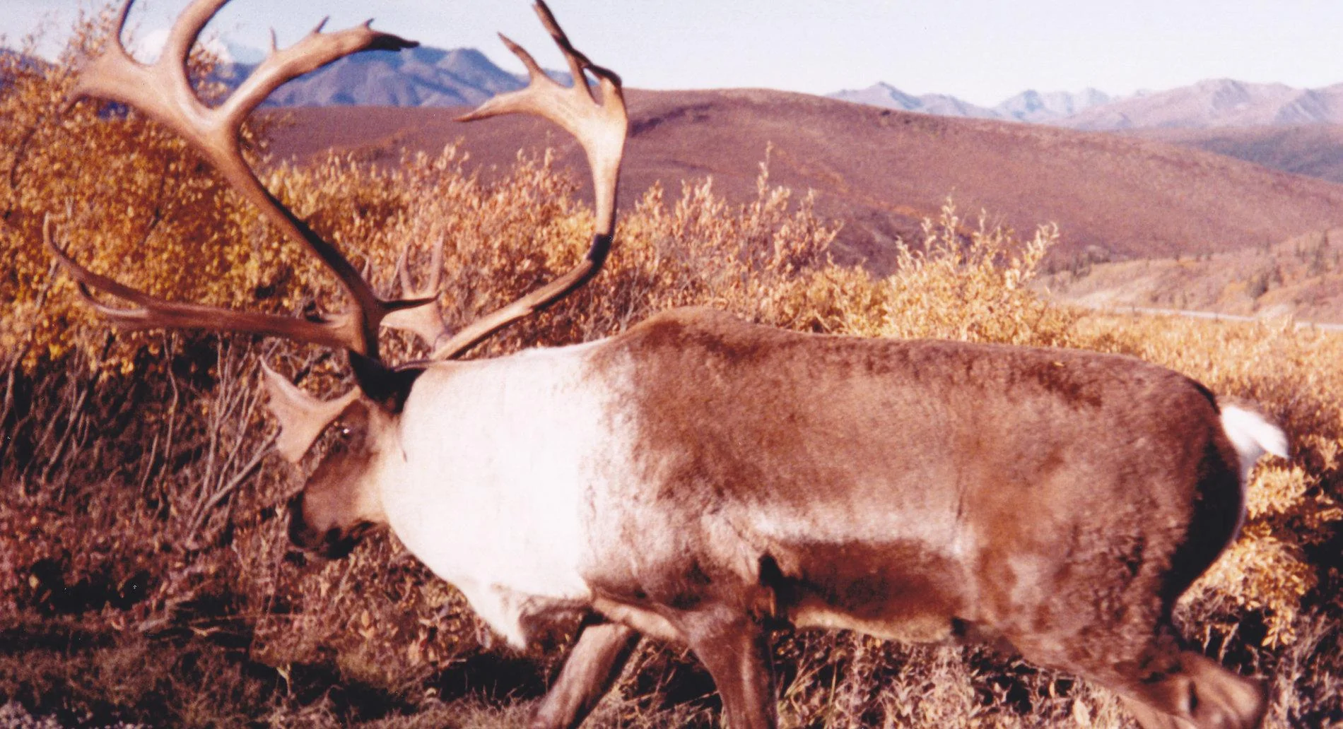 CARIBOU.webp