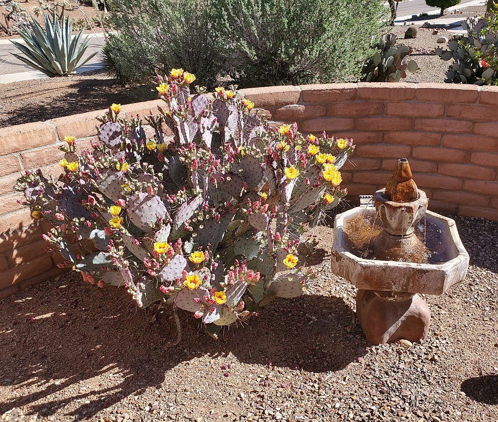 Purple Prickly Pear.jpg