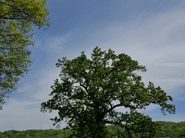 Flyover.gif