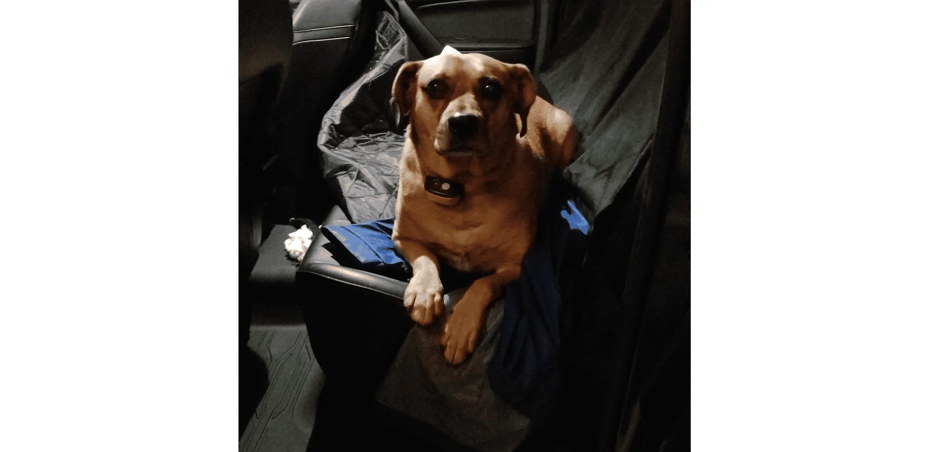 TheBruiser.webp