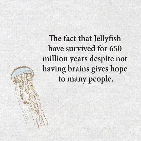 Jellyfish.jpg