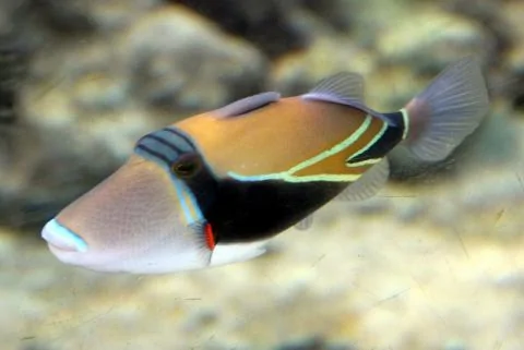 HumuhumunukunukuapuaaHI.jpg