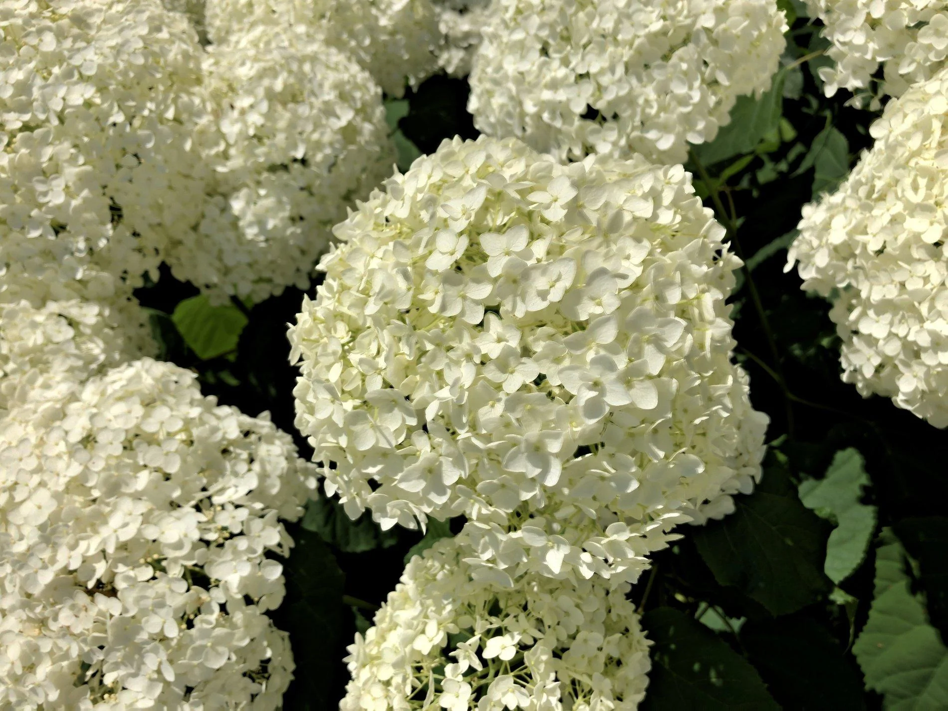 919F2165-9FE5-4DE7-A806-CBAD604715D7.webp
